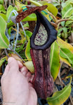 Nepenthes boschiana BE-3643