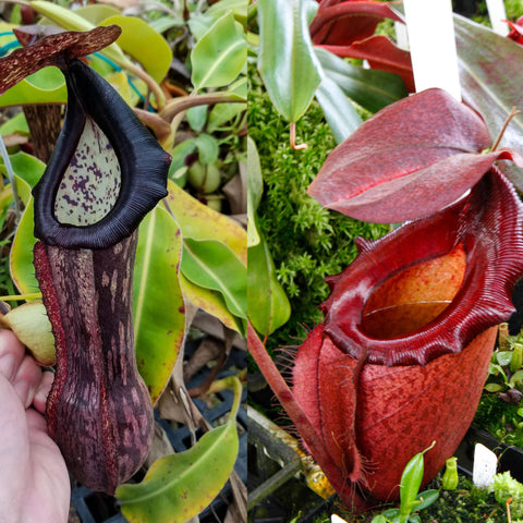 Collage of Nepenthes boschiana BE x Leviathan showing a tall purple pitcher left and a red rounded pitcher right.