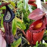 Nepenthes boschiana BE x 'Leviathan', CAR-0291