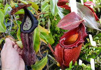 Nepenthes boschiana BE x 'Leviathan', CAR-0291