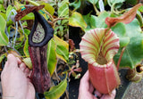 Nepenthes boschiana EP x veitchii 'Cobra', CAR-0302