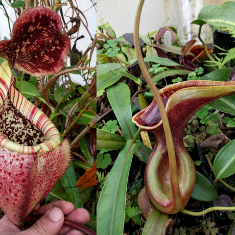 Nepenthes burbidgeae x lowii pitcher plant with a large red speckled pitcher and striped cream rim