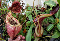 Nepenthes burbidgeae x lowii