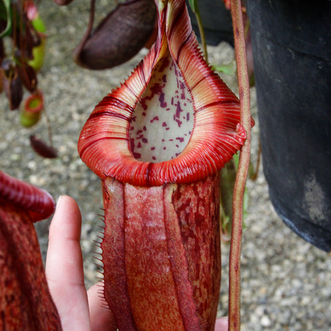Nepenthes burbidgeae x edwardsiana MT pitcher plant with a bright red pitcher and striped rim, interior speckled white