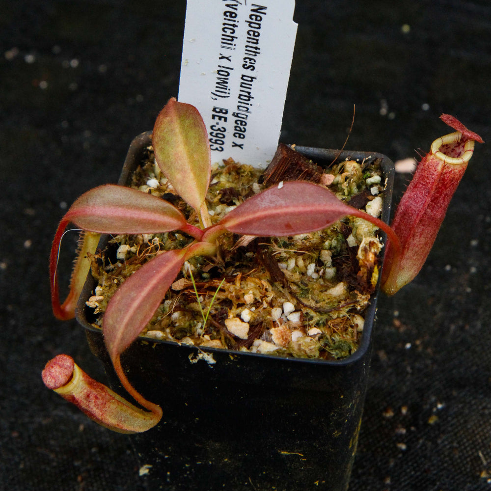 
                      
                        Nepenthes burbidgeae x (veitchii x lowii)
                      
                    