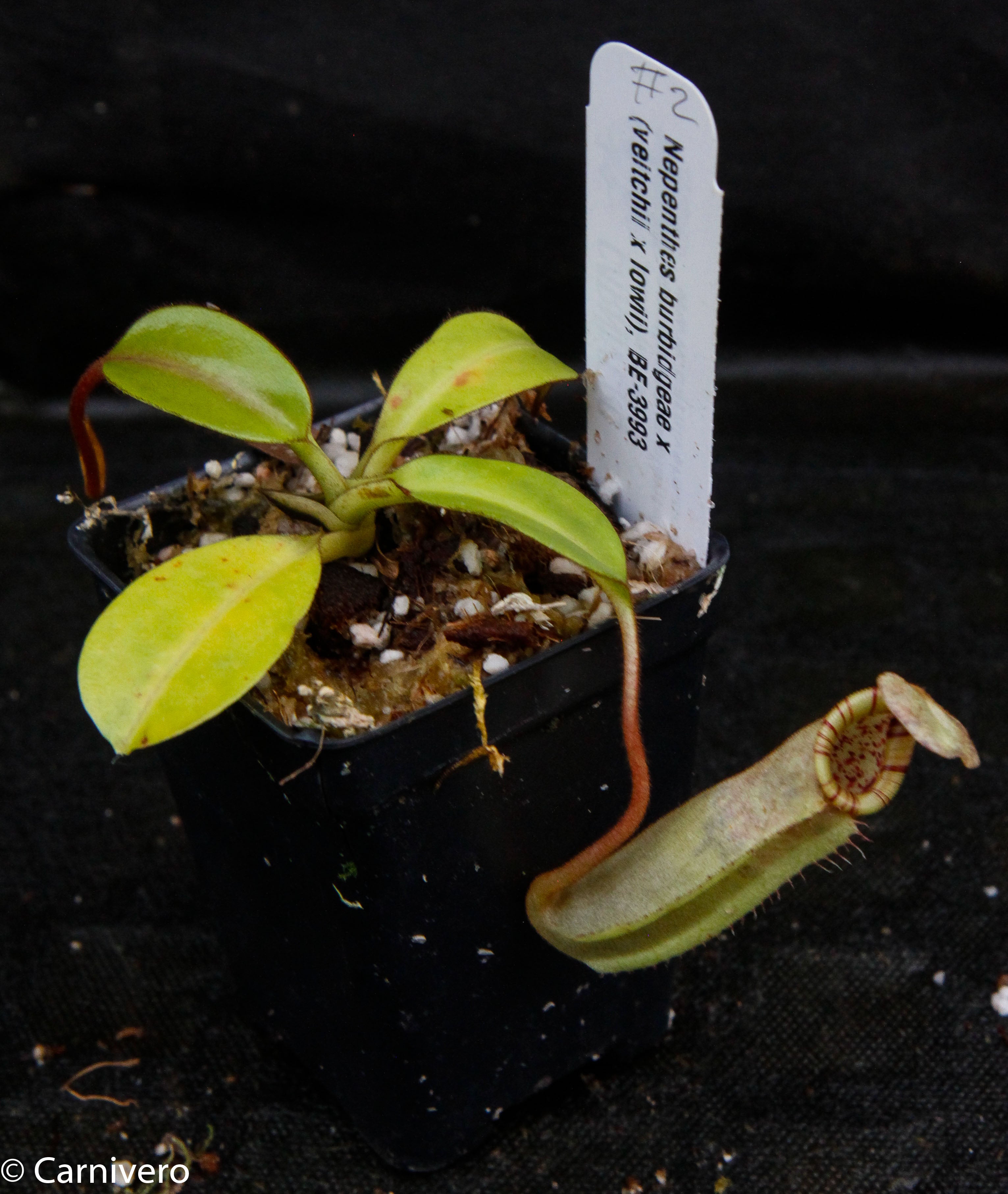 Nepenthes burbidgeae x (veitchii x lowii) – Carnivero