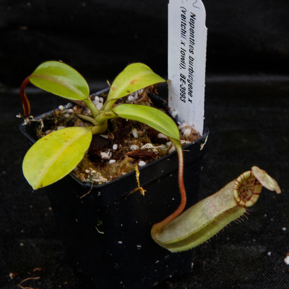 
                      
                        Nepenthes burbidgeae x (veitchii x lowii)
                      
                    