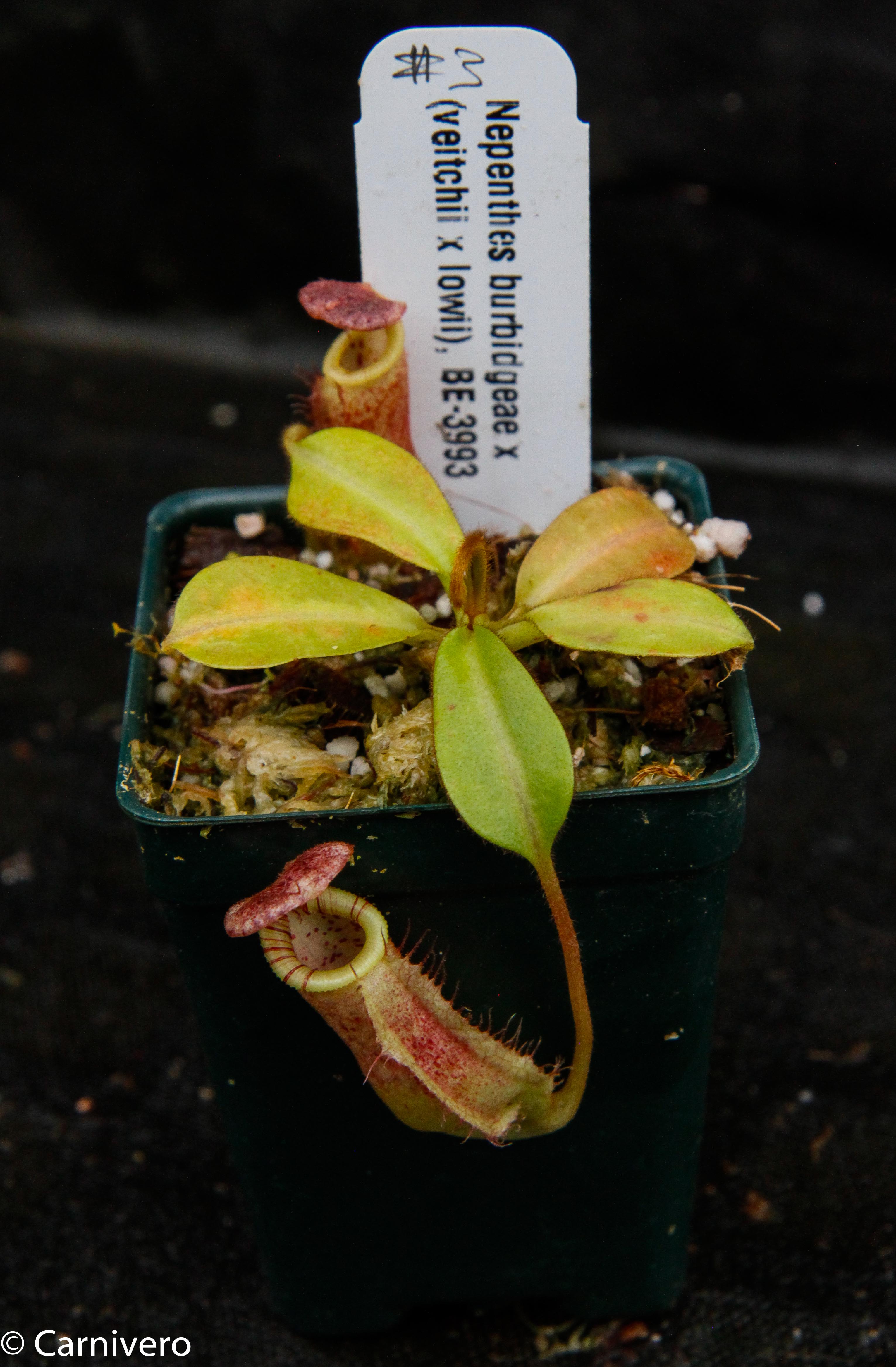 Nepenthes burbidgeae x (veitchii x lowii) – Carnivero