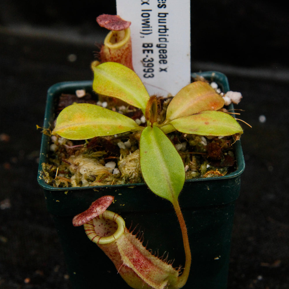 
                      
                        Nepenthes burbidgeae x (veitchii x lowii)
                      
                    