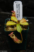Nepenthes burbidgeae x (veitchii x lowii)