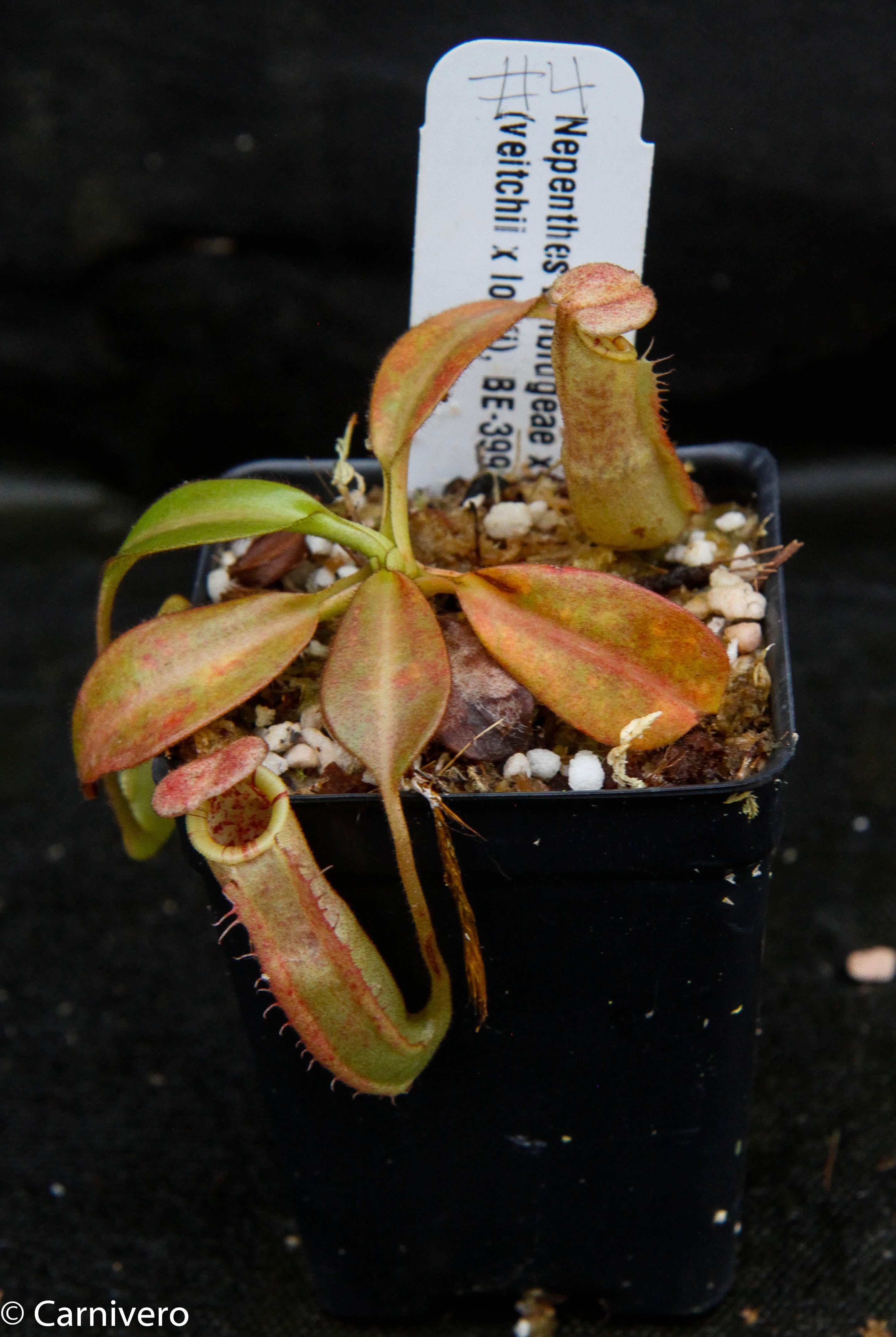Nepenthes burbidgeae x (veitchii x lowii) – Carnivero