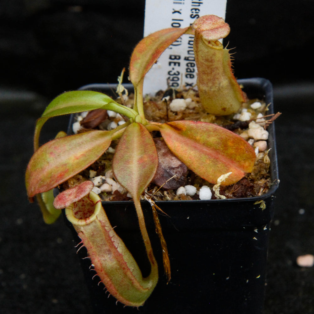 
                      
                        Nepenthes burbidgeae x (veitchii x lowii)
                      
                    