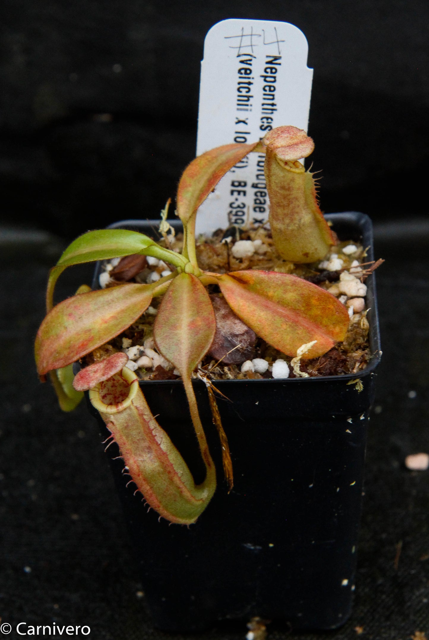 Nepenthes burbidgeae x (veitchii x lowii)