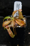 Nepenthes burbidgeae x (veitchii x lowii)