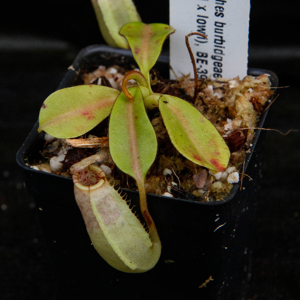
                      
                        Nepenthes burbidgeae x (veitchii x lowii)
                      
                    