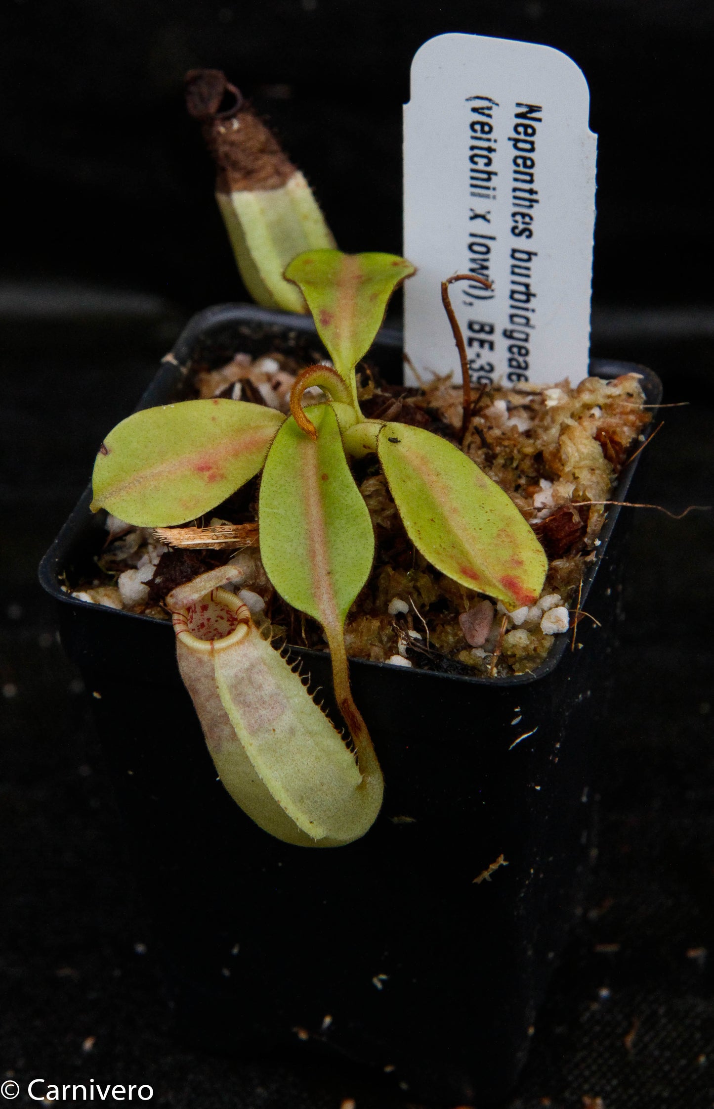 Nepenthes burbidgeae x (veitchii x lowii)