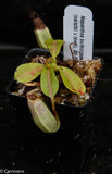 Nepenthes burbidgeae x (veitchii x lowii)