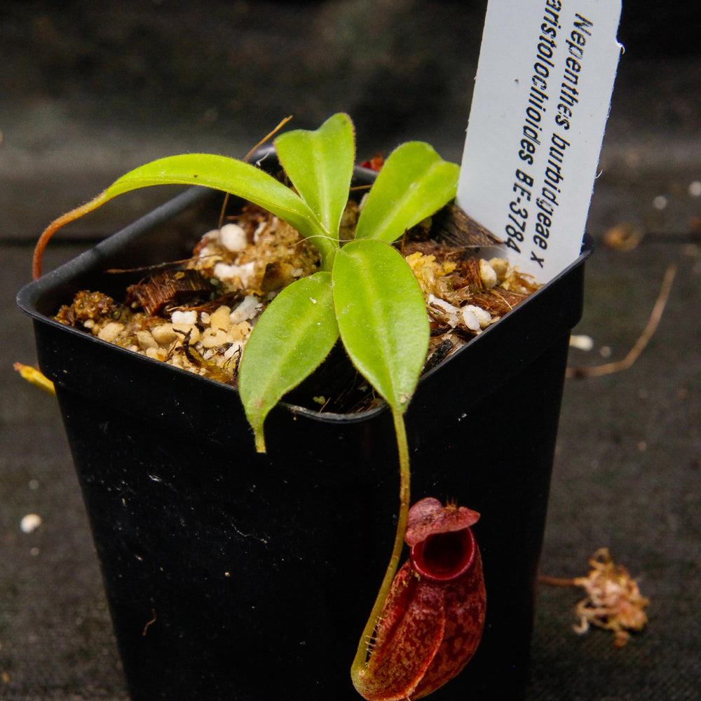 
                      
                        Nepenthes burbidgeae x aristolochioides, BE-3784
                      
                    