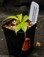 Nepenthes burbidgeae x aristolochioides, BE-3784