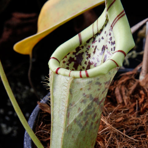Nepenthes burbidgeae x campanulata BE-3564 with a tall pale green pitcher mottled with brown in a pot