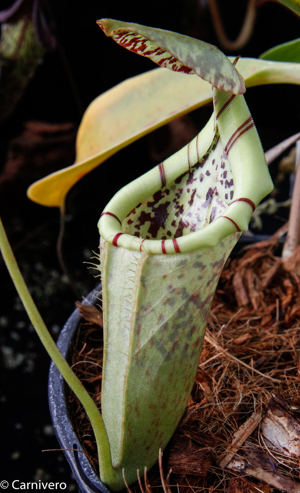 Nepenthes burbidgeae x campanulata BE-3564