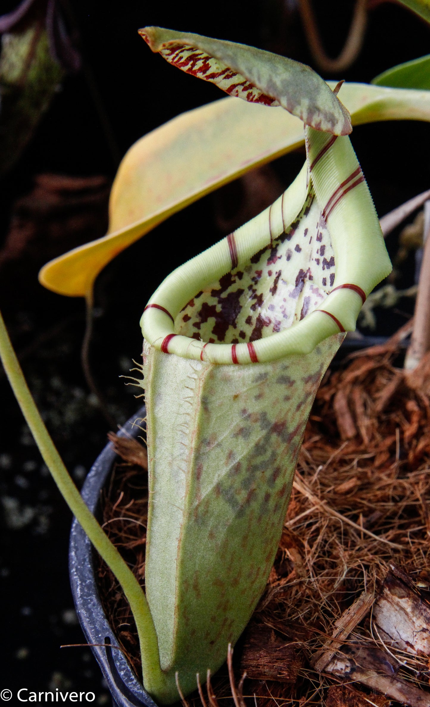 Nepenthes burbidgeae x campanulata BE-3564