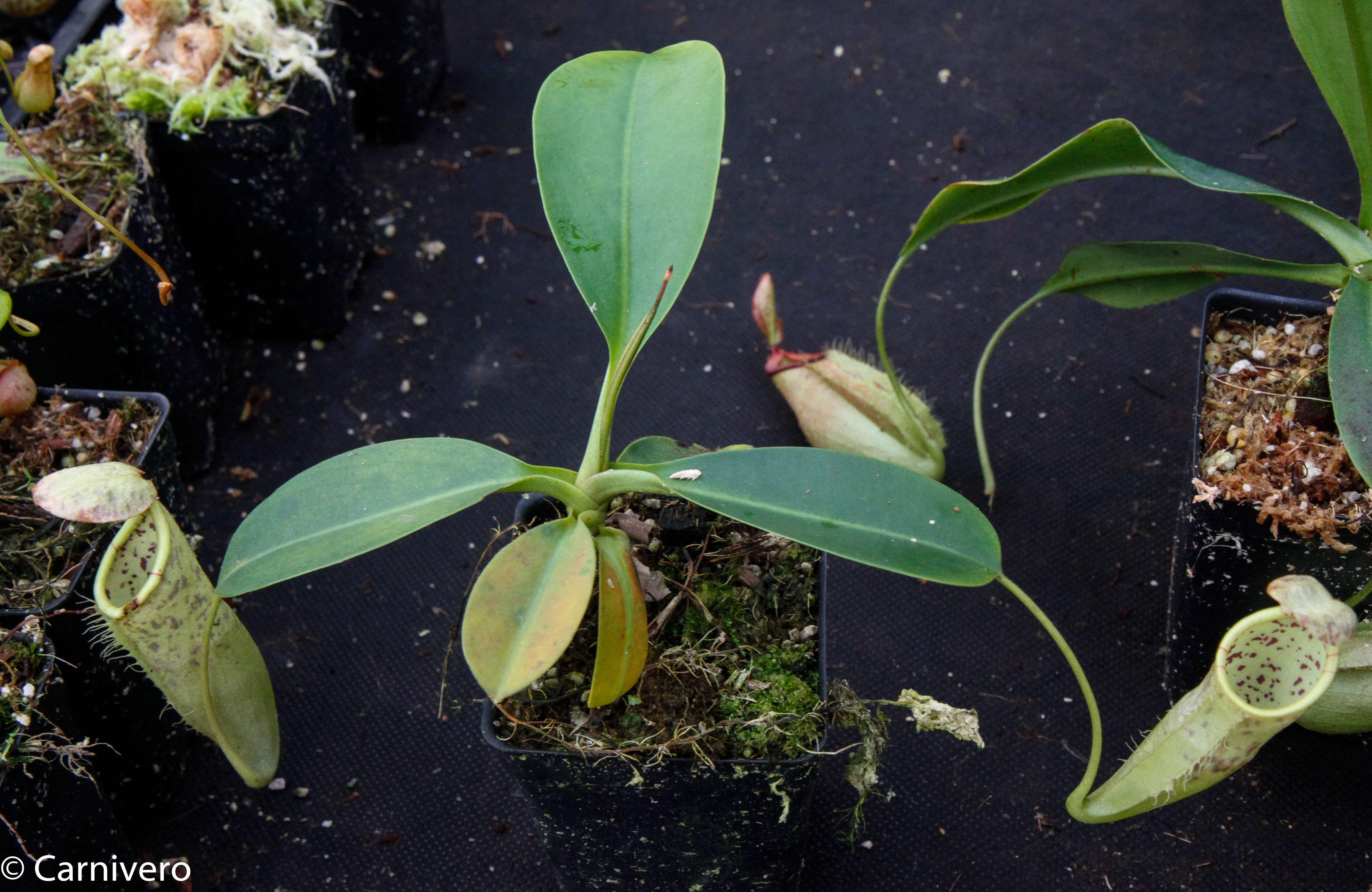 Nepenthes burbidgeae x campanulata BE-3564 – Carnivero