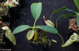 Nepenthes burbidgeae x campanulata BE-3564