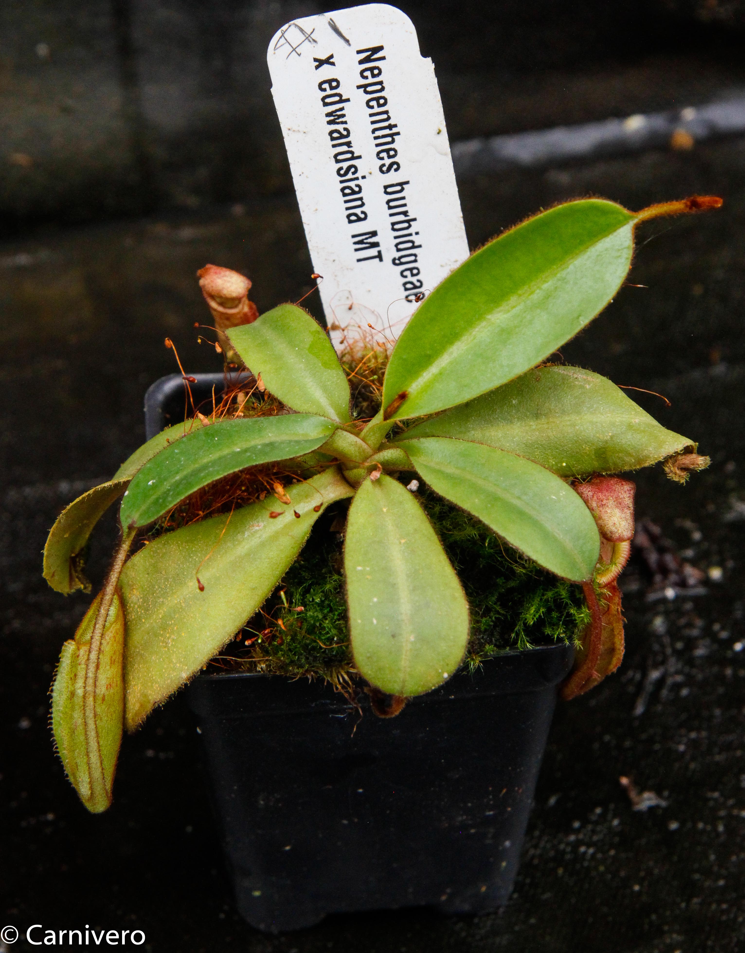 Nepenthes burbidgeae x edwardsiana MT – Carnivero