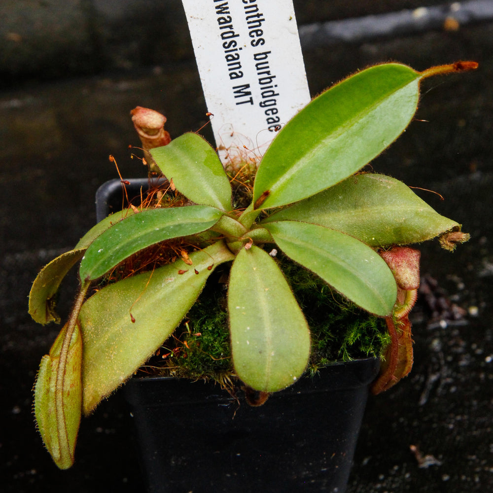 
                      
                        Nepenthes burbidgeae x edwardsiana MT
                      
                    