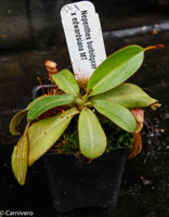 Nepenthes burbidgeae x edwardsiana MT