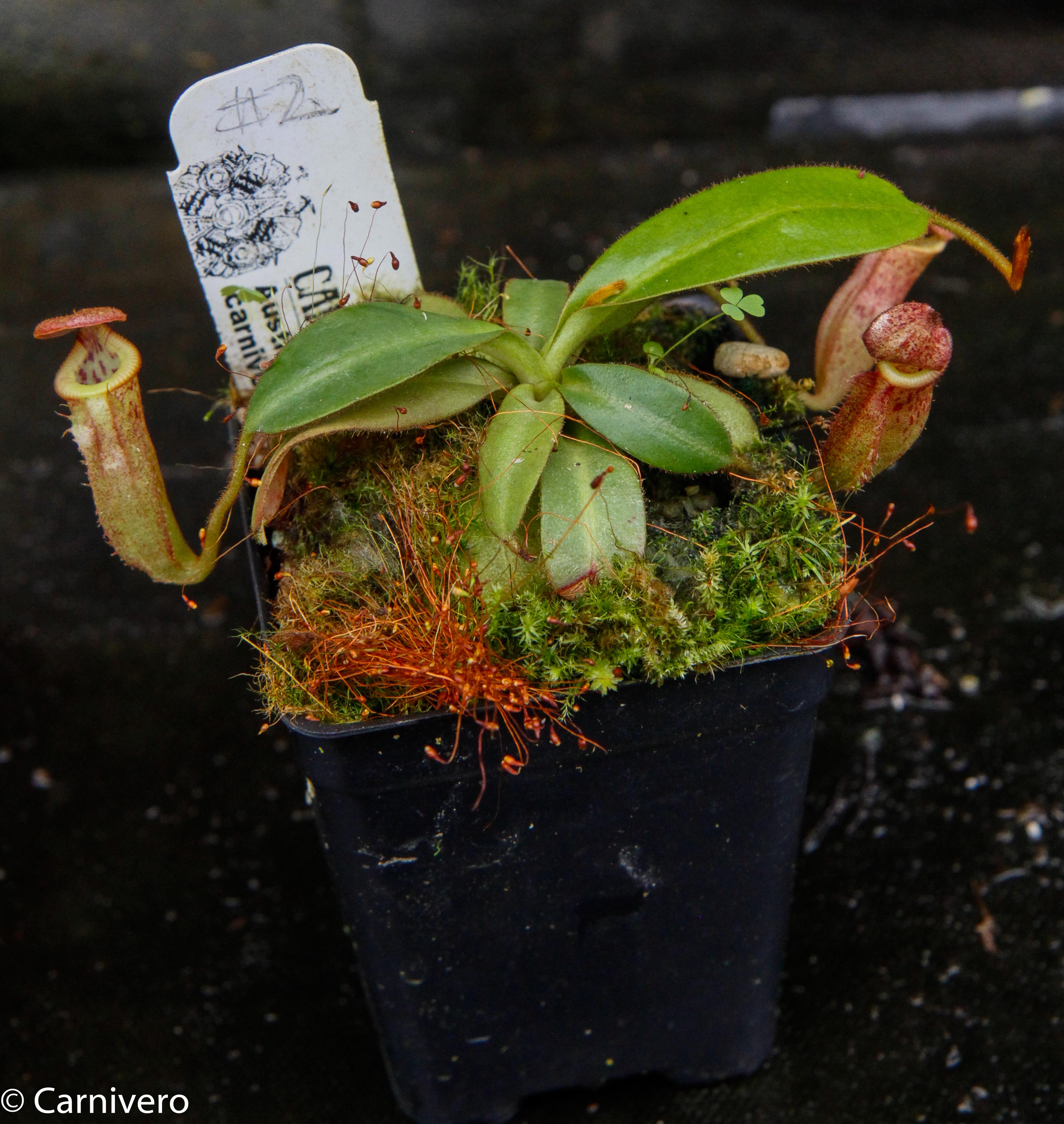 Nepenthes burbidgeae x edwardsiana MT – Carnivero
