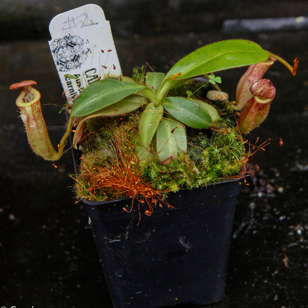 
                      
                        Nepenthes burbidgeae x edwardsiana MT
                      
                    