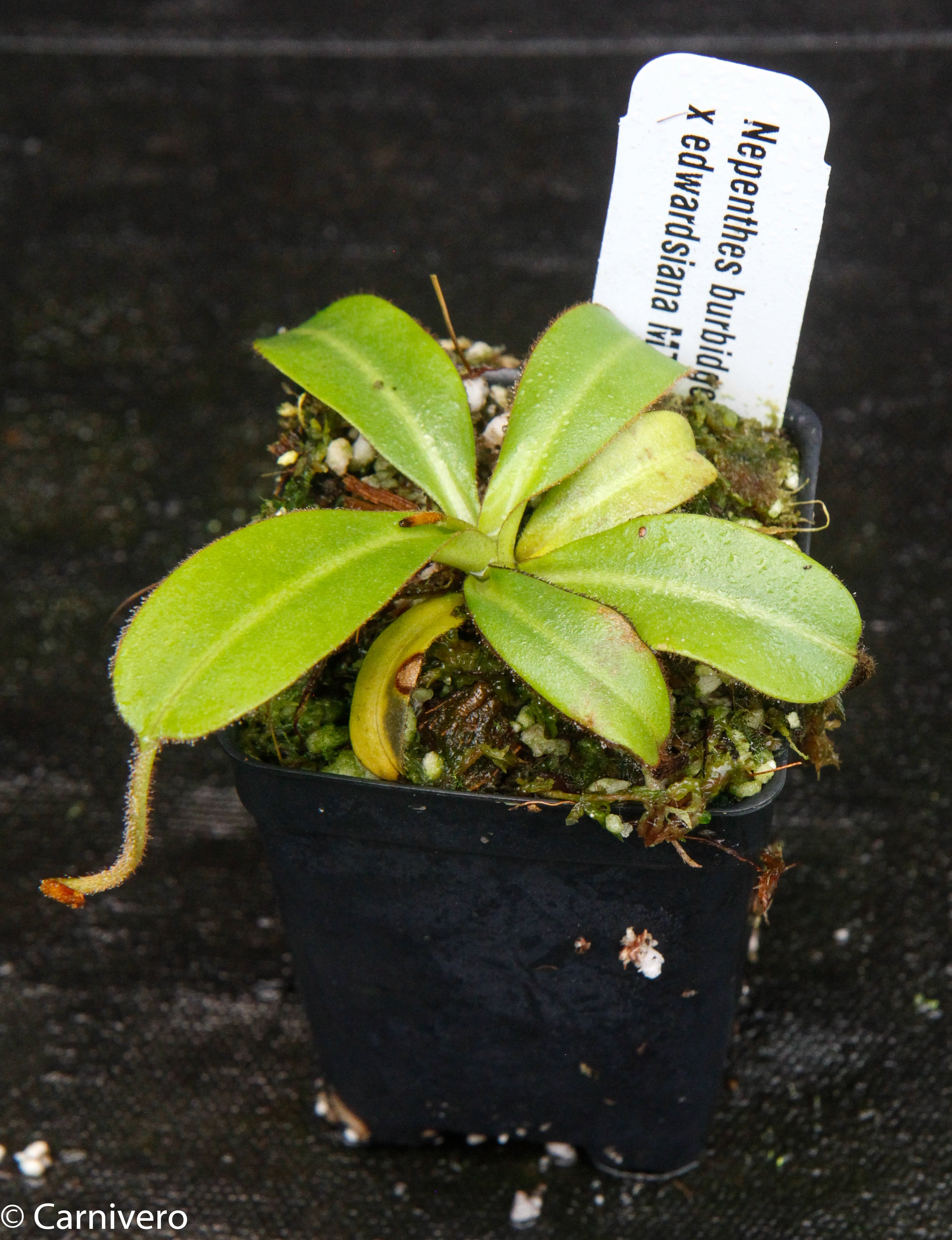 Nepenthes burbidgeae x edwardsiana MT – Carnivero