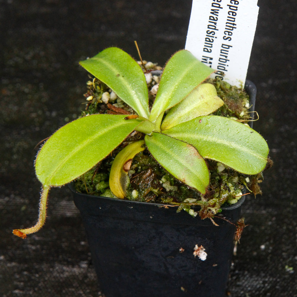 
                      
                        Nepenthes burbidgeae x edwardsiana MT
                      
                    