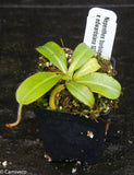 Nepenthes burbidgeae x edwardsiana MT