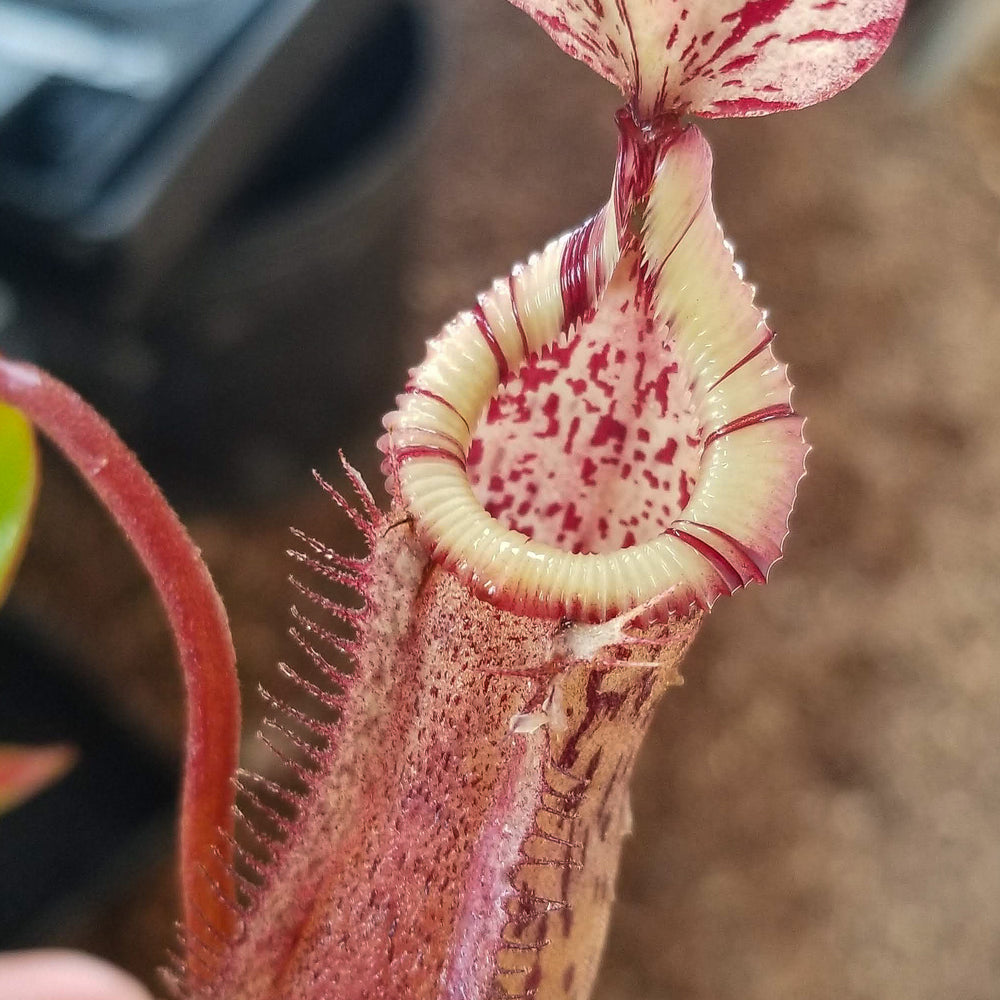 Nepenthes burbidgeae x edwardsiana (hort)