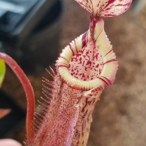 Close-up of a Nepenthes burbidgeae x edwardsiana pitcher with a speckled white interior and a maroon rim