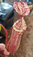 Nepenthes burbidgeae x edwardsiana (hort)