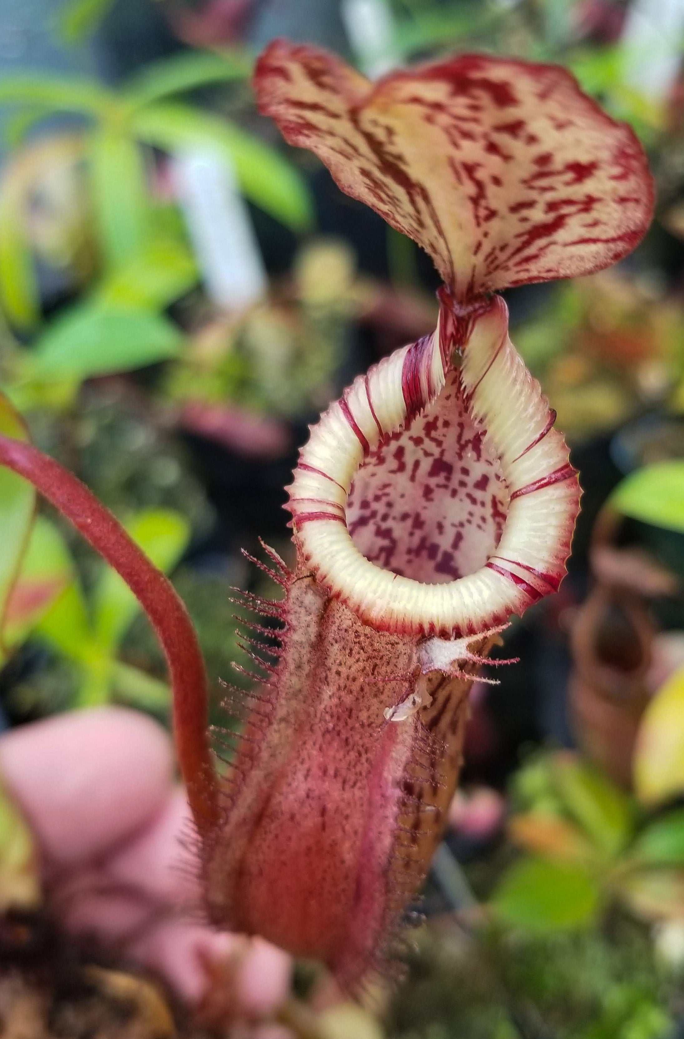 Nepenthes burbidgeae x edwardsiana (horticultural) – Carnivero