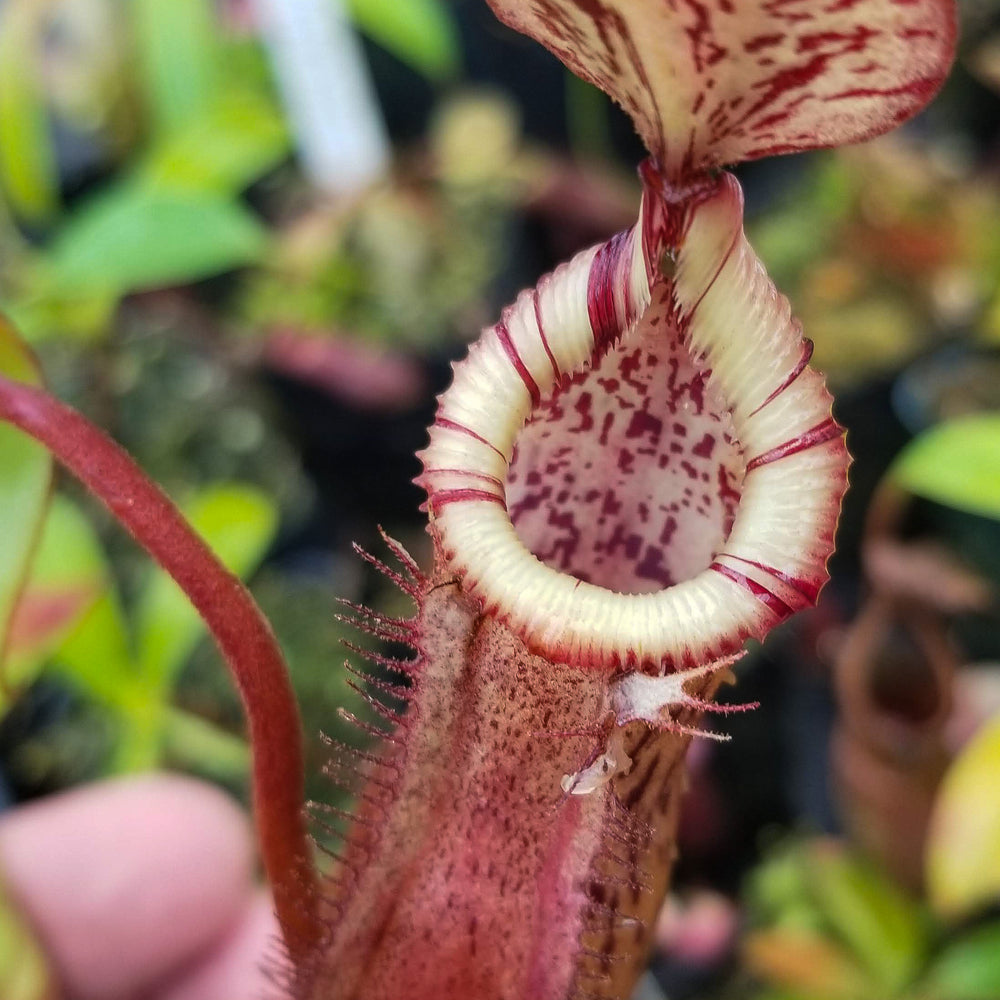 Nepenthes burbidgeae x edwardsiana (hort)