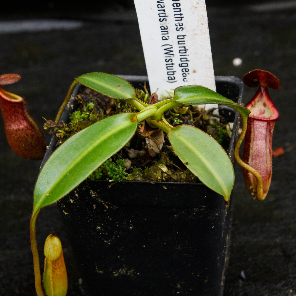 
                      
                        Nepenthes burbidgeae x edwardsiana (hort)
                      
                    