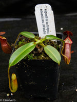 Nepenthes burbidgeae x edwardsiana (hort)