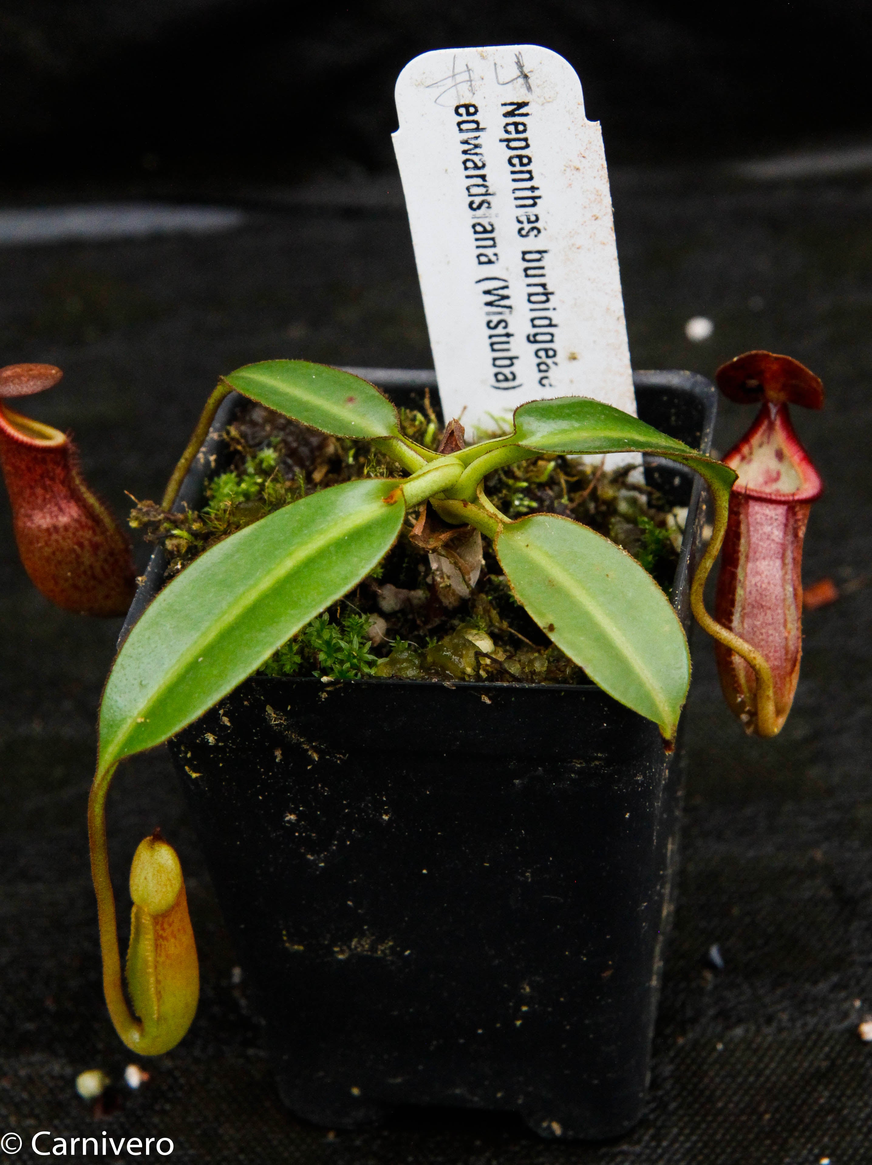 Nepenthes burbidgeae x edwardsiana (horticultural) – Carnivero