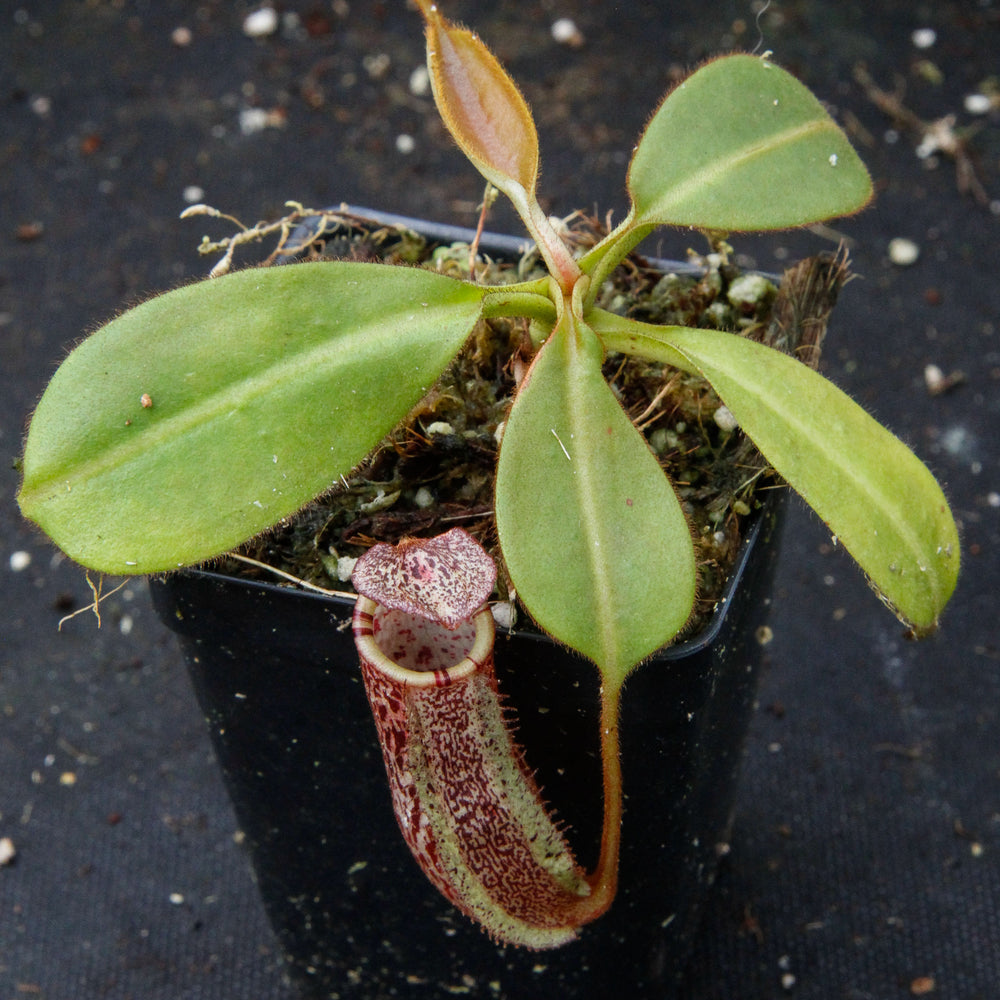 
                      
                        Nepenthes burbidgeae x platychila BE-3886
                      
                    