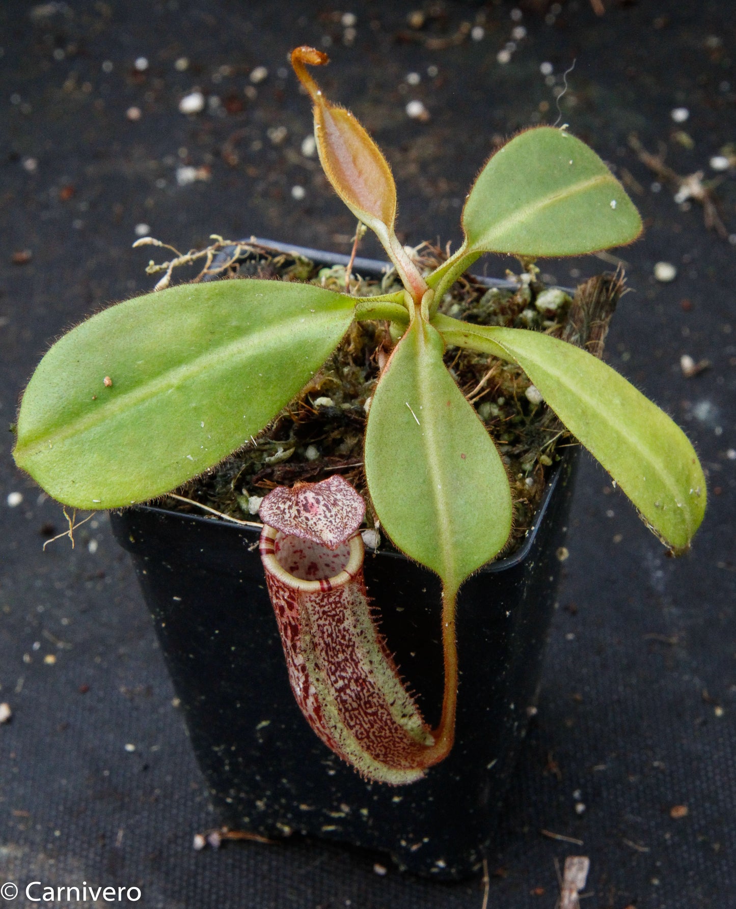 Nepenthes burbidgeae x platychila BE-3886
