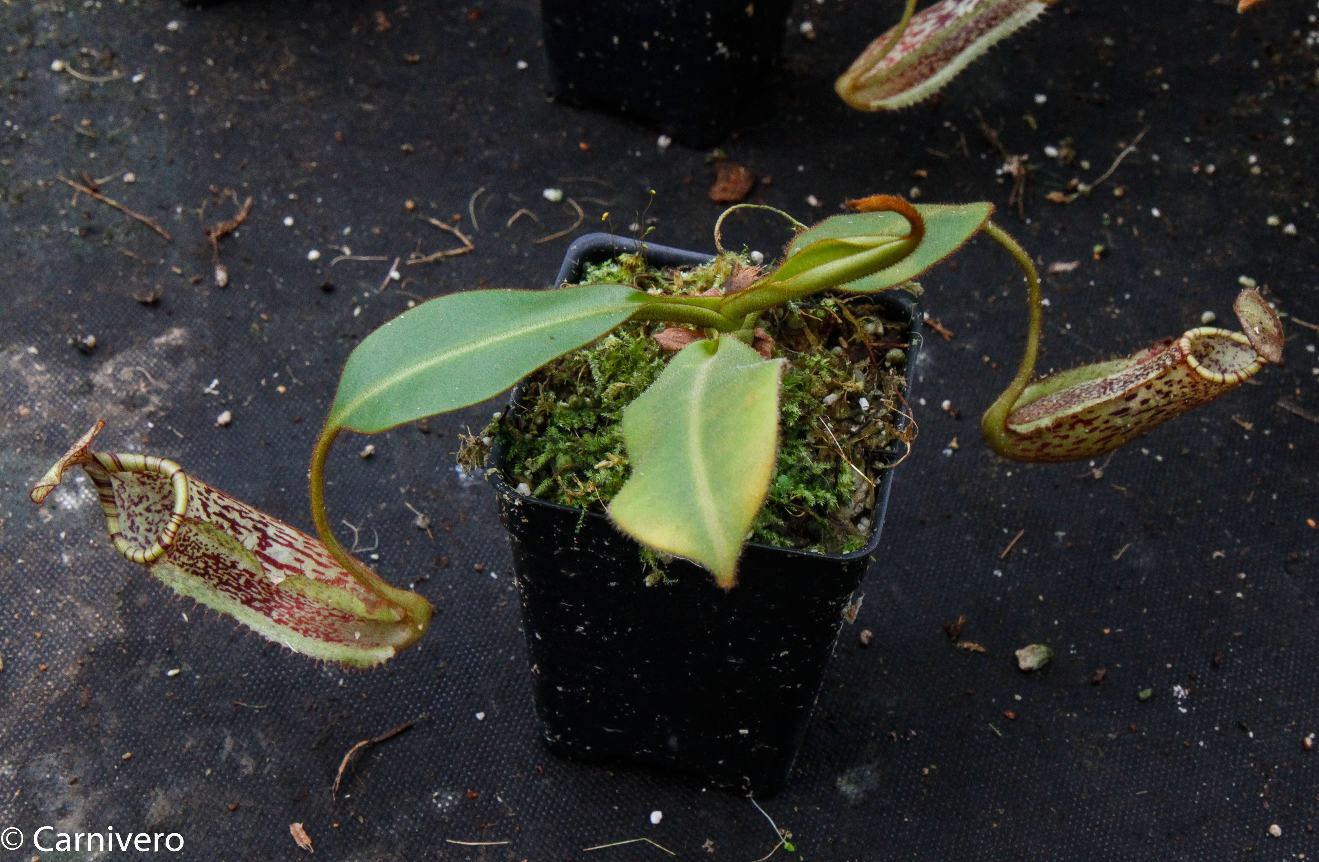 Nepenthes burbidgeae x platychila BE-3886 – Carnivero