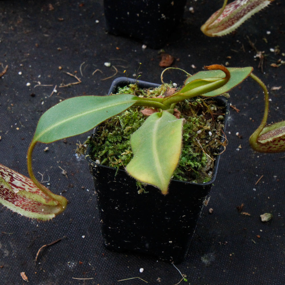 
                      
                        Nepenthes burbidgeae x platychila BE-3886
                      
                    