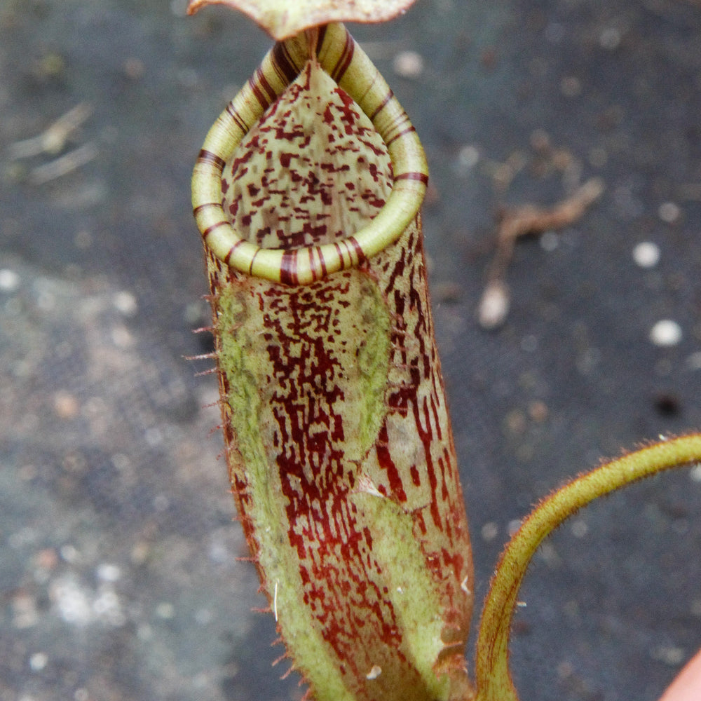 
                      
                        Nepenthes burbidgeae x platychila BE-3886
                      
                    