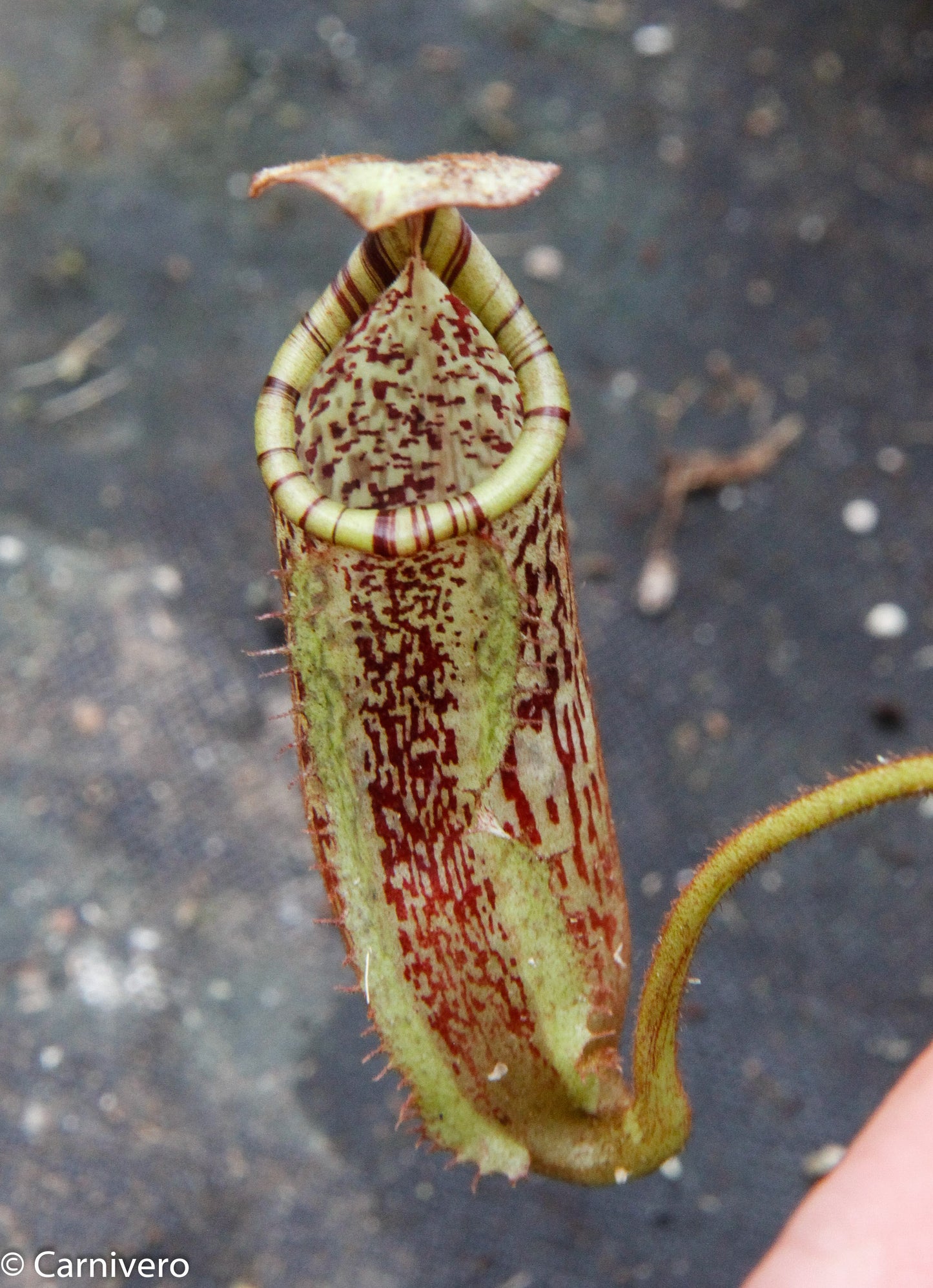 Nepenthes burbidgeae x platychila BE-3886